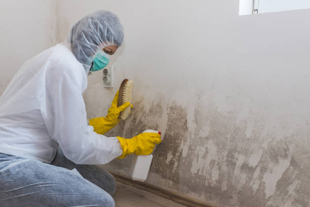 Best Insurance-Related Mold Remediation in Rayville, LA