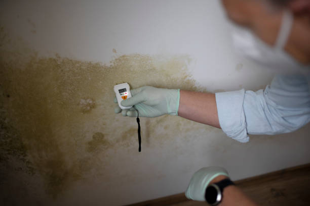 Best DIY Mold Remediation Support Services in Rayville, LA
