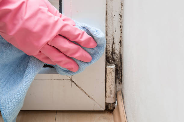 Best HVAC Mold Remediation in Rayville, LA